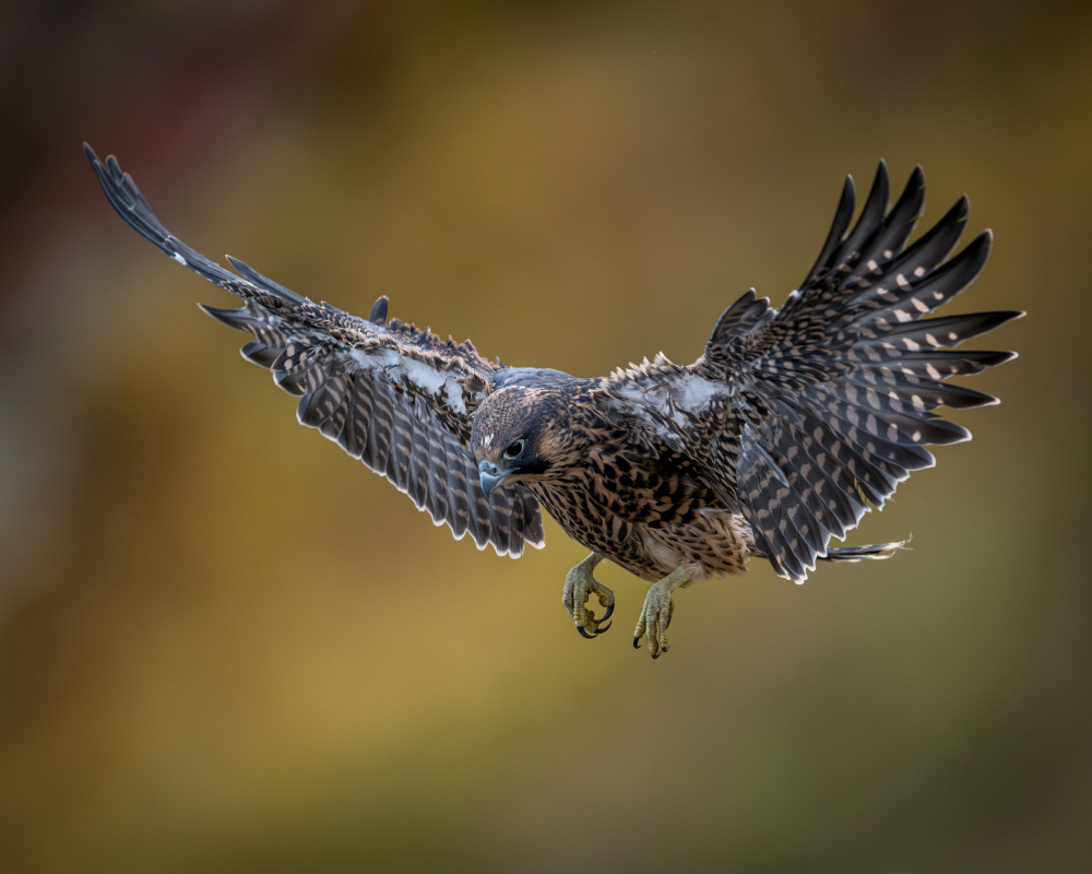 First Test Flight - One of 4 Baby Peregrine Falcons von Wanghan Li