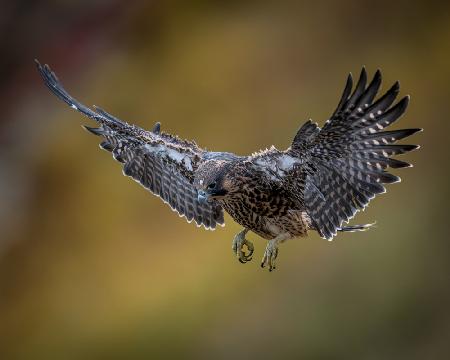 First Test Flight - One of 4 Baby Peregrine Falcons