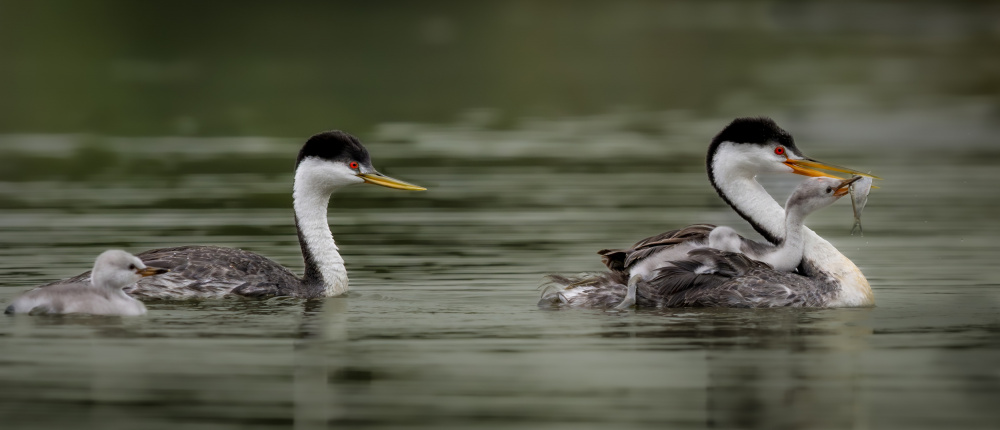 Happy Family von Wanghan Li