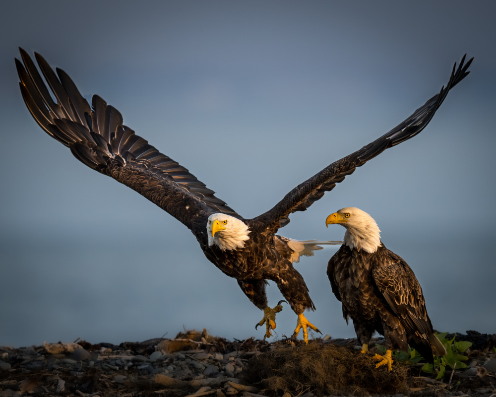 Someone is watching us!  Lets take off - Ninilchik-Alaska 7/24/2023 von Wanghan Li