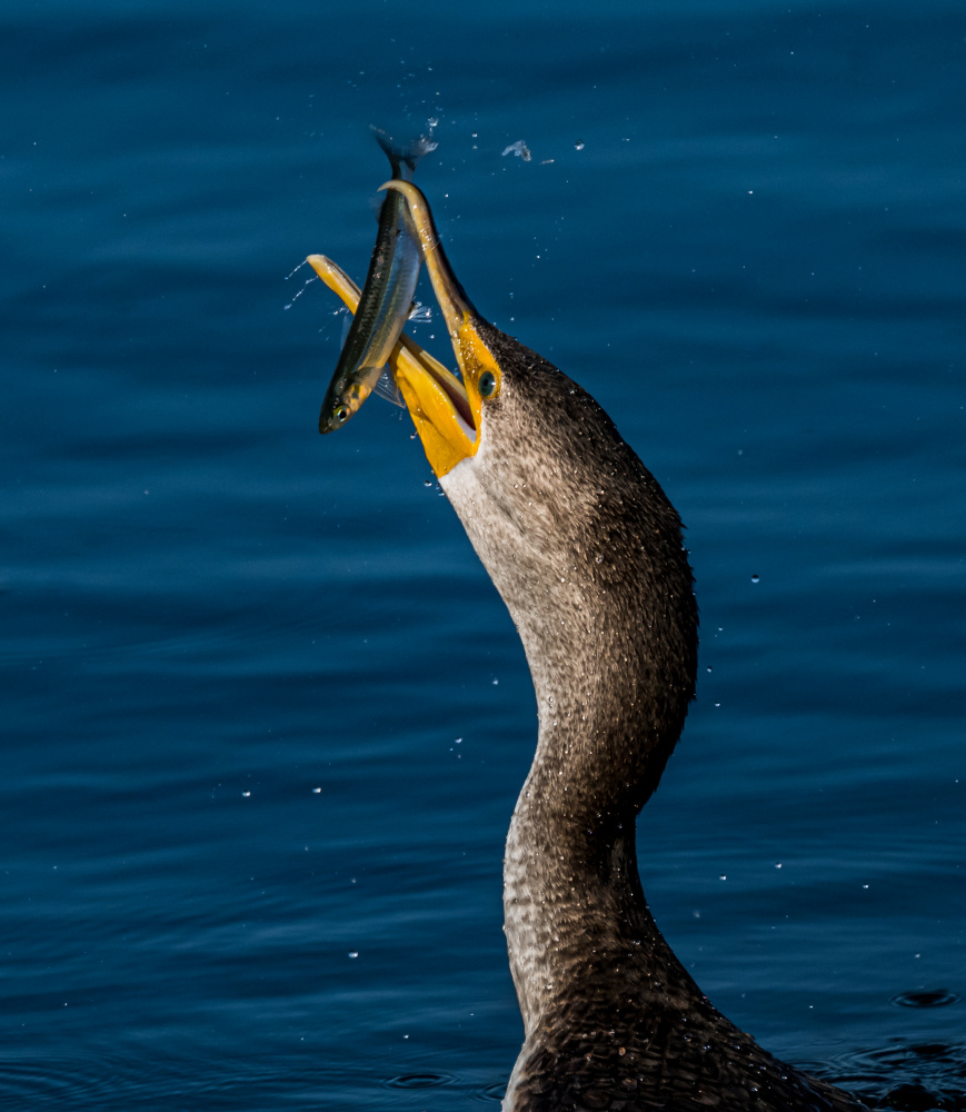 Cormorant and Fish von Wanghan Li