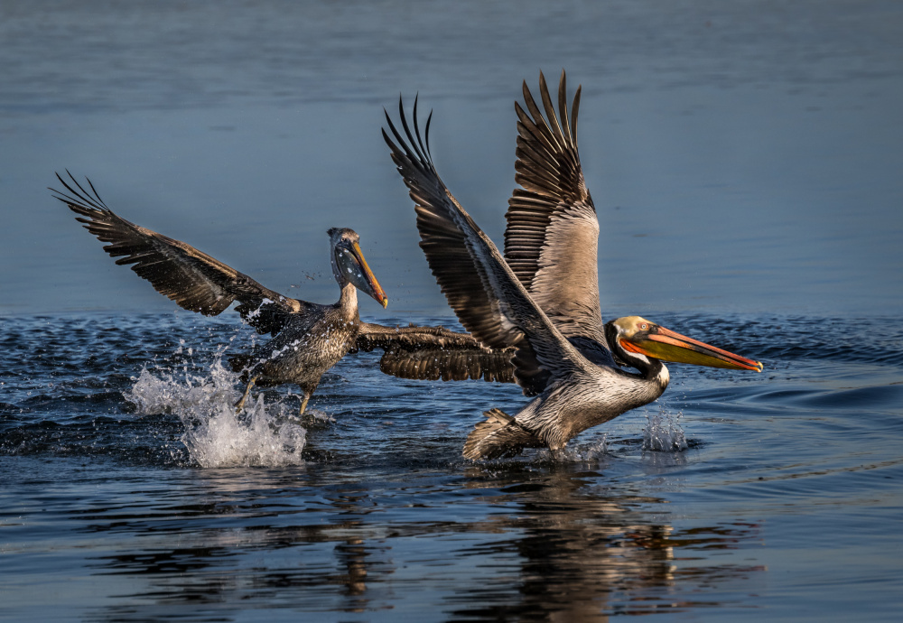 Lets Run - Dinner is Waiting! von Wanghan Li