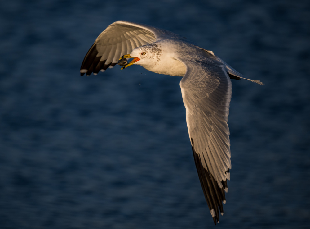 Last Meal before Sunset von Wanghan Li