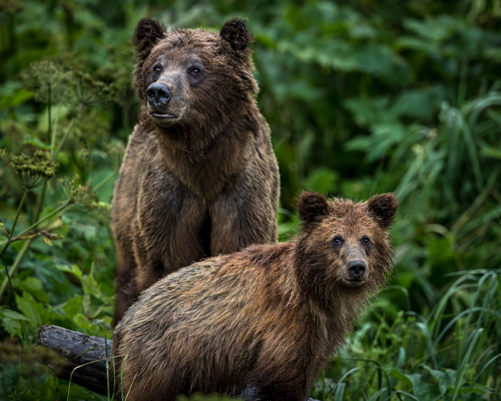 People Watching - Haines, Alaska 7/26/2023 von Wanghan Li