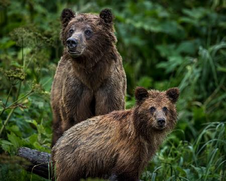 People Watching - Haines, Alaska 7/26/2023