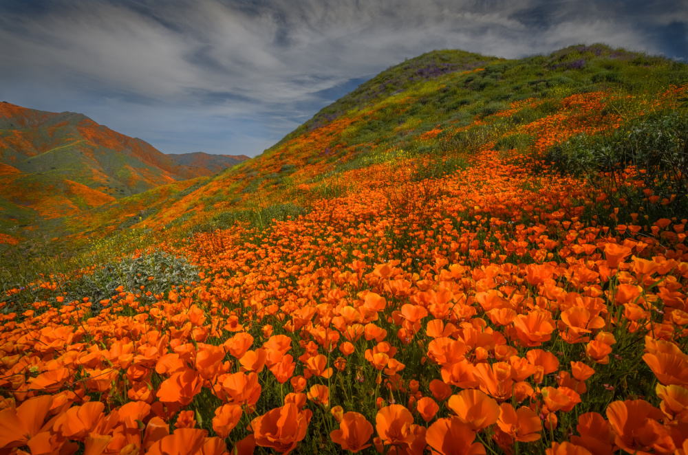 Poppy Bloom - Walker Cyn, CA von Wanghan Li