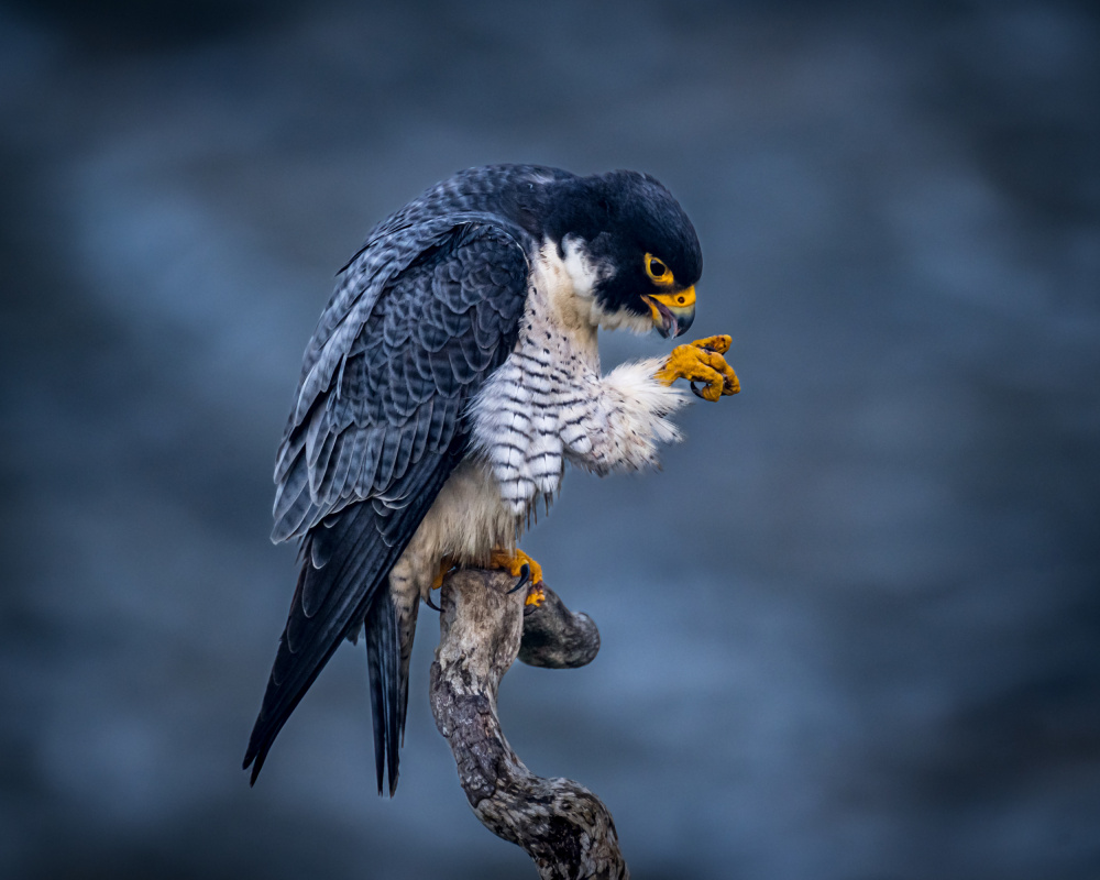 Oh, My hand!  You will not fail me - Male Peregrine Falcon von Wanghan Li