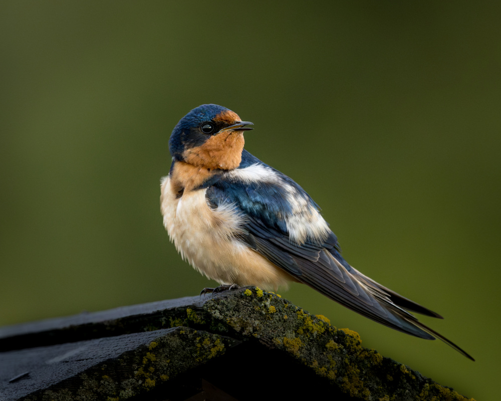 Swallow - 5/31/2023 Grand Teton von Wanghan Li