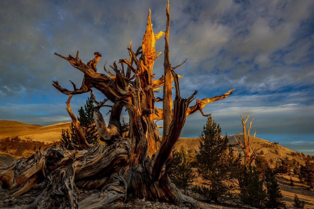 Sunrise at White Mountains CA von Wanghan Li