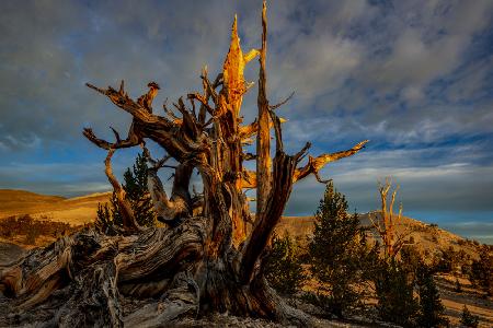 Sunrise at White Mountains CA