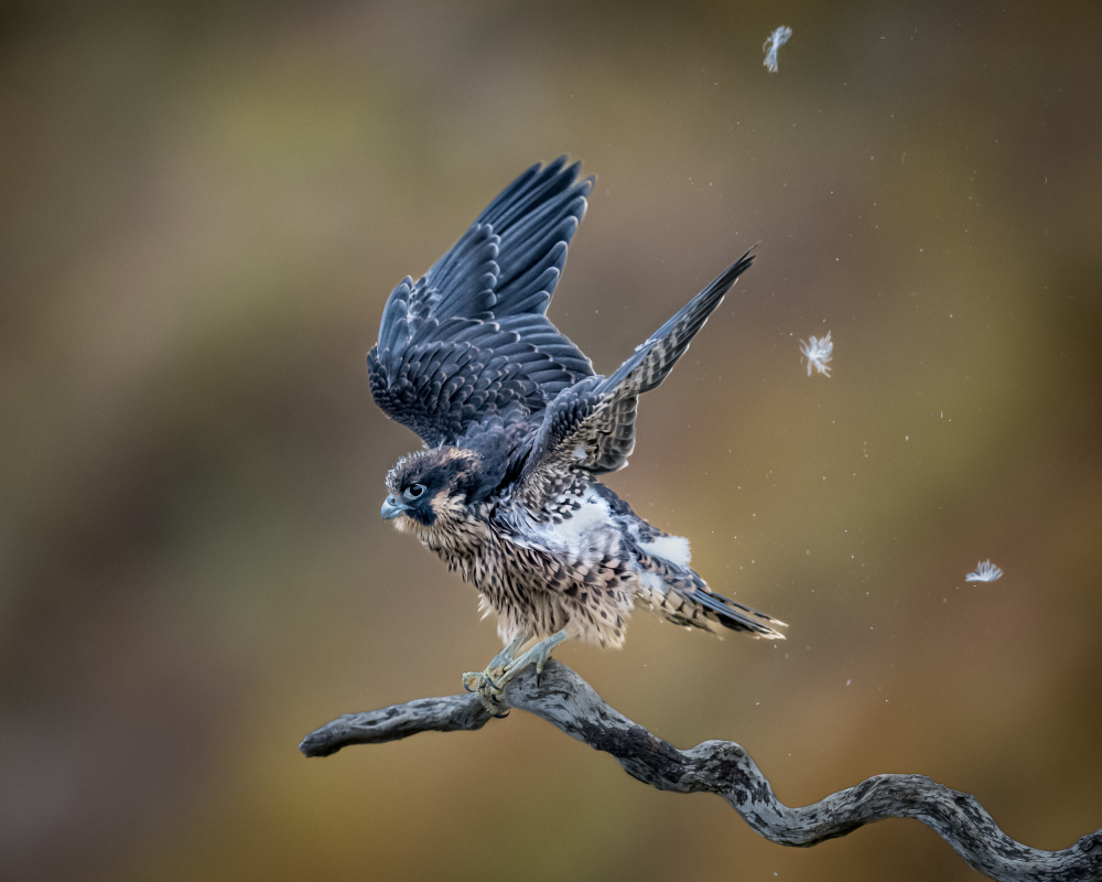 Shaking off Birth Feather before Taking off - Baby Peregrine Falcon von Wanghan Li