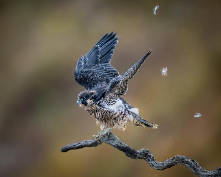 Shaking off Birth Feather before Taking off - Baby Peregrine Falcon