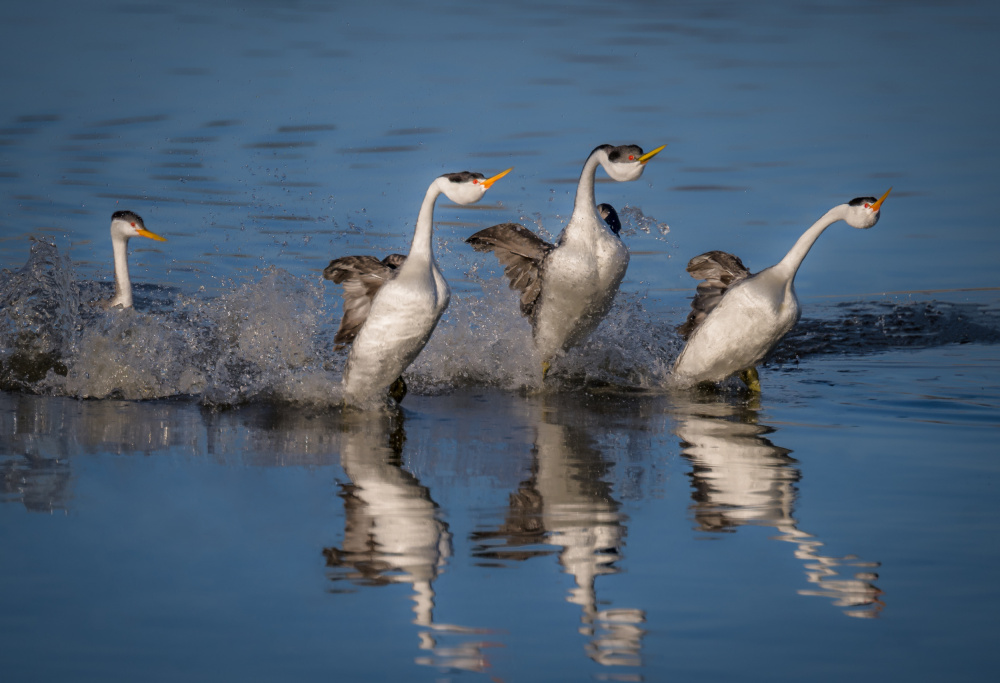 West Grebes von Wanghan Li