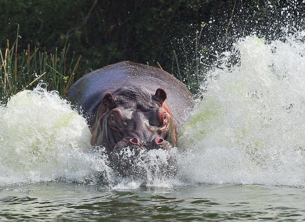 Its Not A Bird, Its Not A Plane, Its An ANGRY Hippo ! von Wayne Pearson