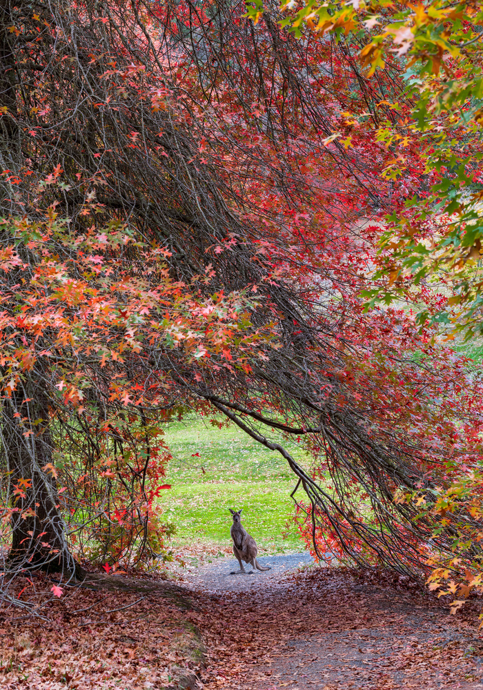 Hippity Hop Into Autumn! von Wayne Pearson