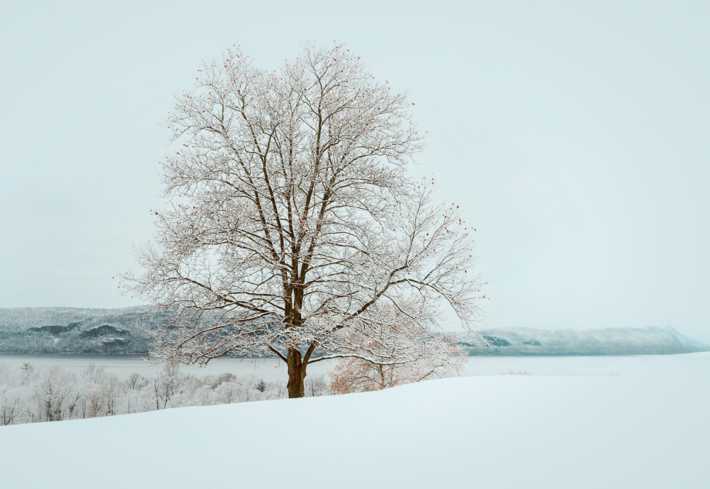 Winters solitude von Wei (David) Dai