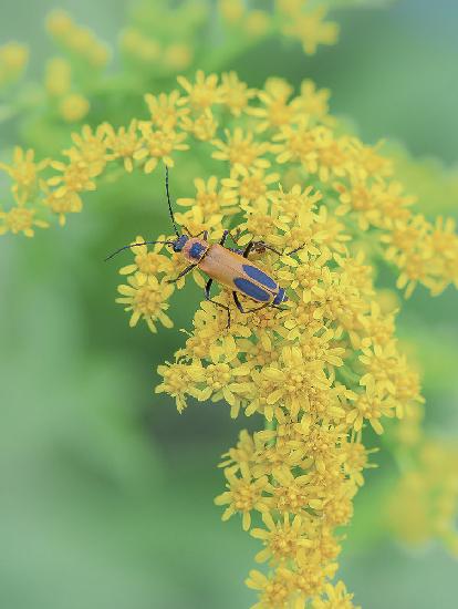 A Firefly