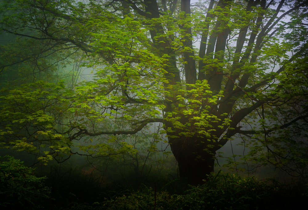 Forrest morning von Wei (David) Dai