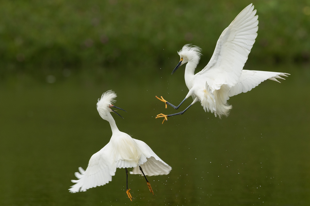 attack from above von wei lian