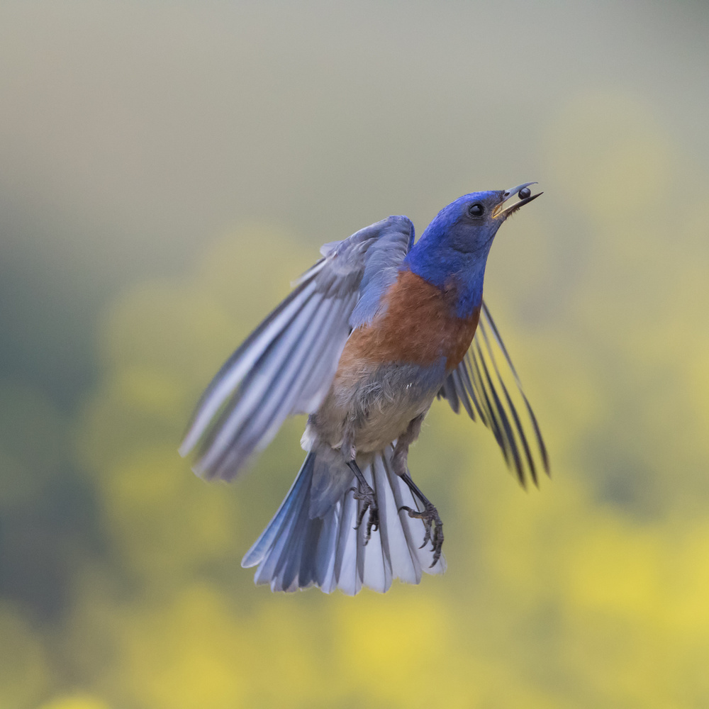 blue bird in flight von wei lian