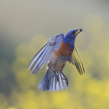 blue bird in flight