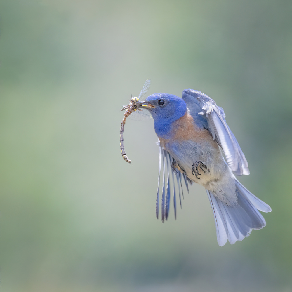 Bluebird caught a dragonfly von wei lian