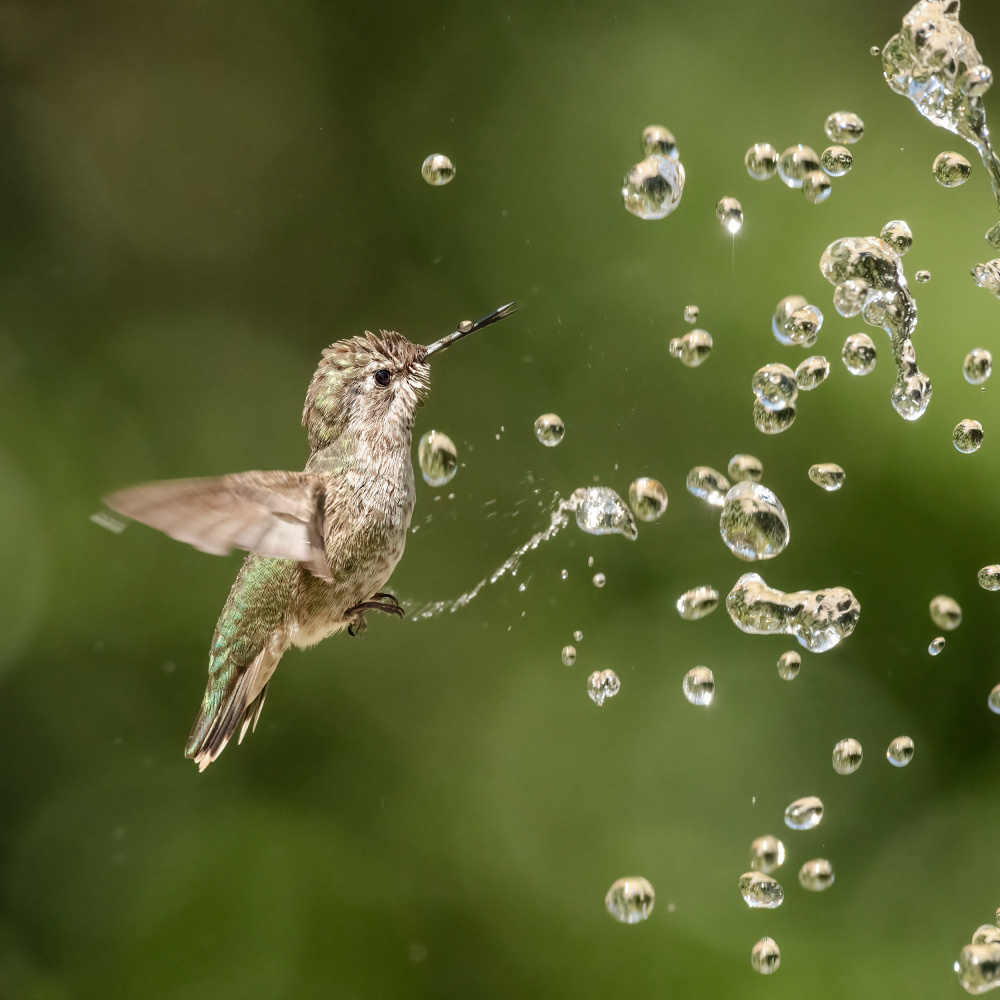 The Joy of Summer von wei lian