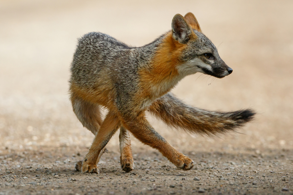 fox dance von wei lian