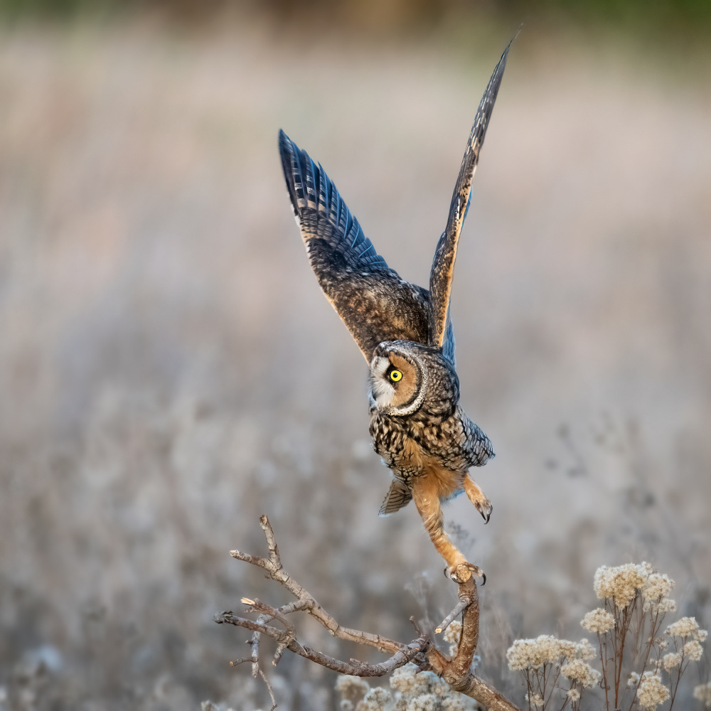 about to fly von wei lian