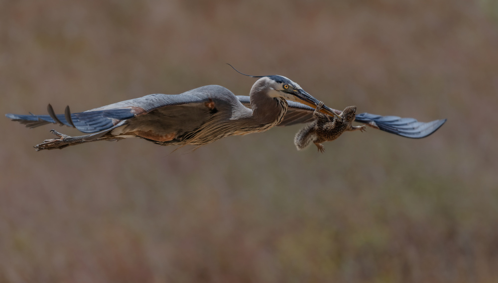 I want to fly von wei lian