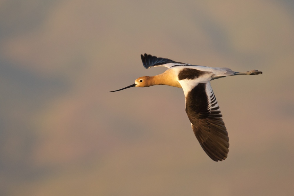 flying into sunset von wei lian