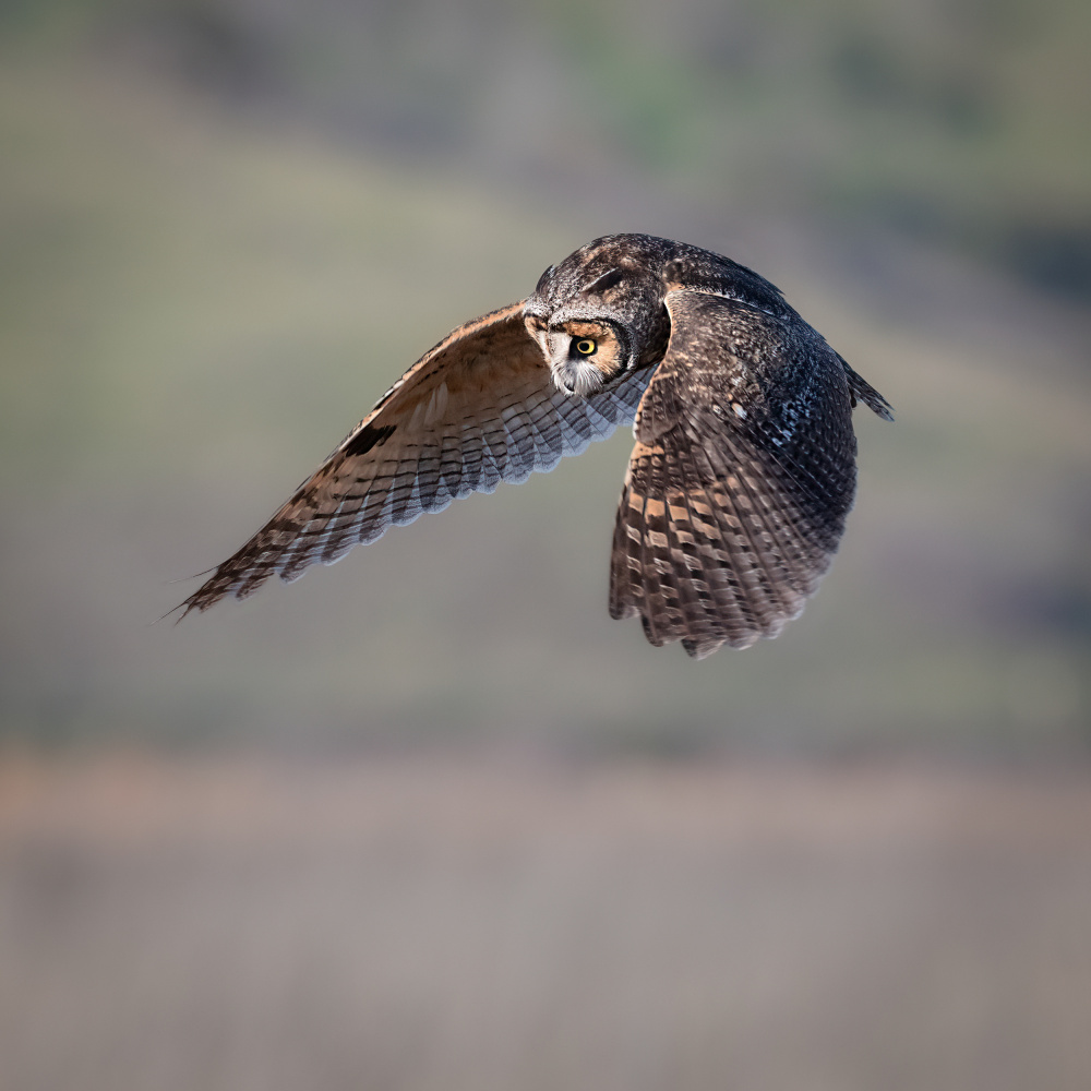 long-eared owl searching von wei lian