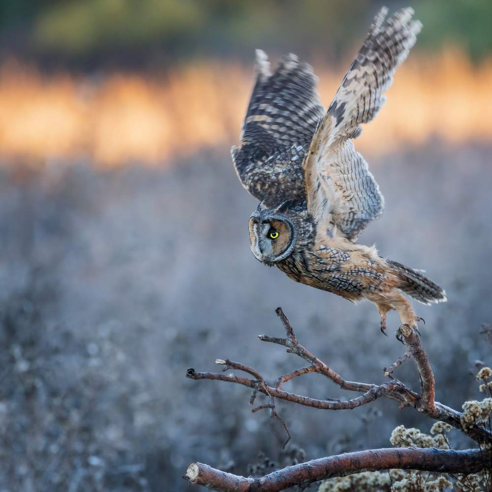 long-eared owl take off von wei lian