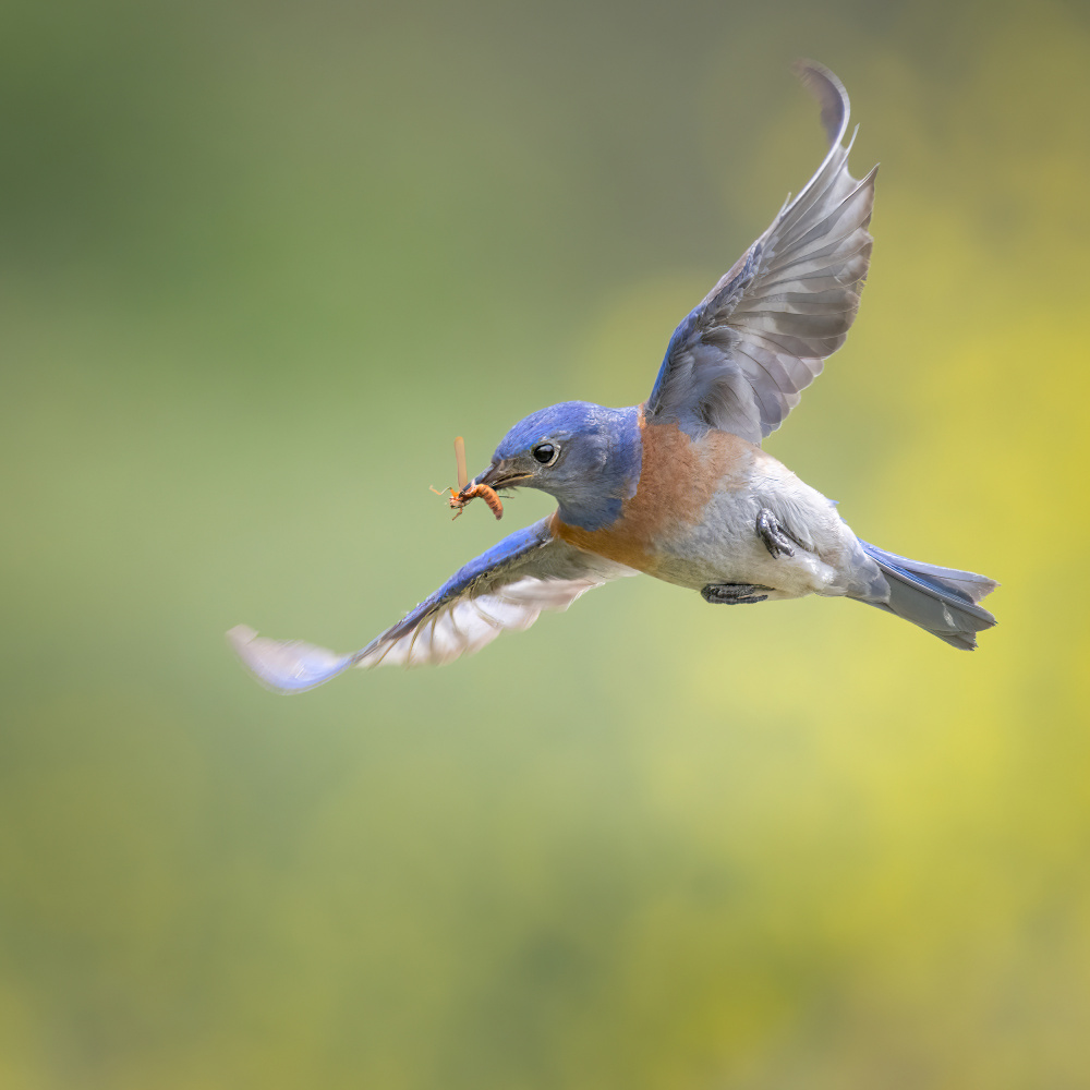 western bluebird with insect von wei lian