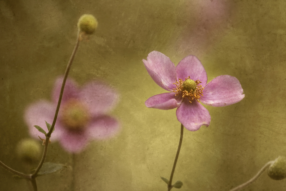 Flower von Wei Liu