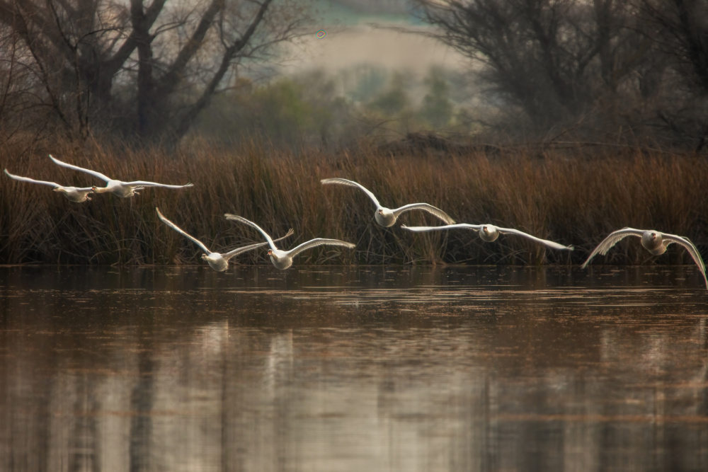 Fly to You von Wei Liu