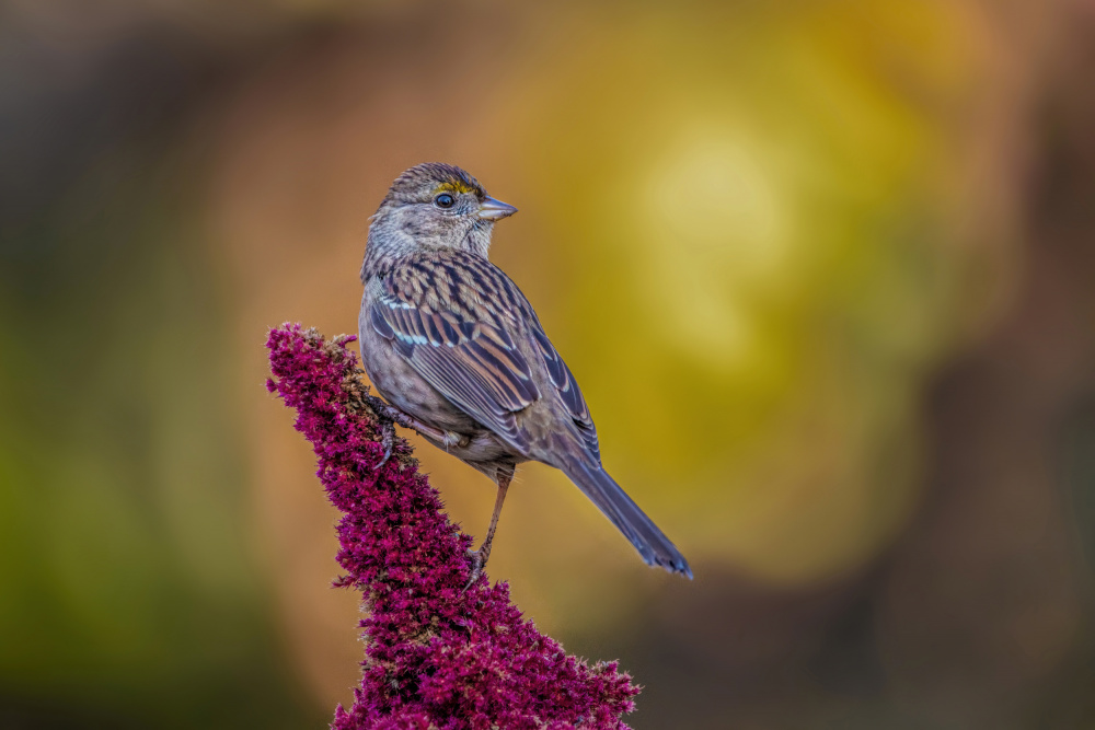 Golden-crowned Sparrow von Wei Liu