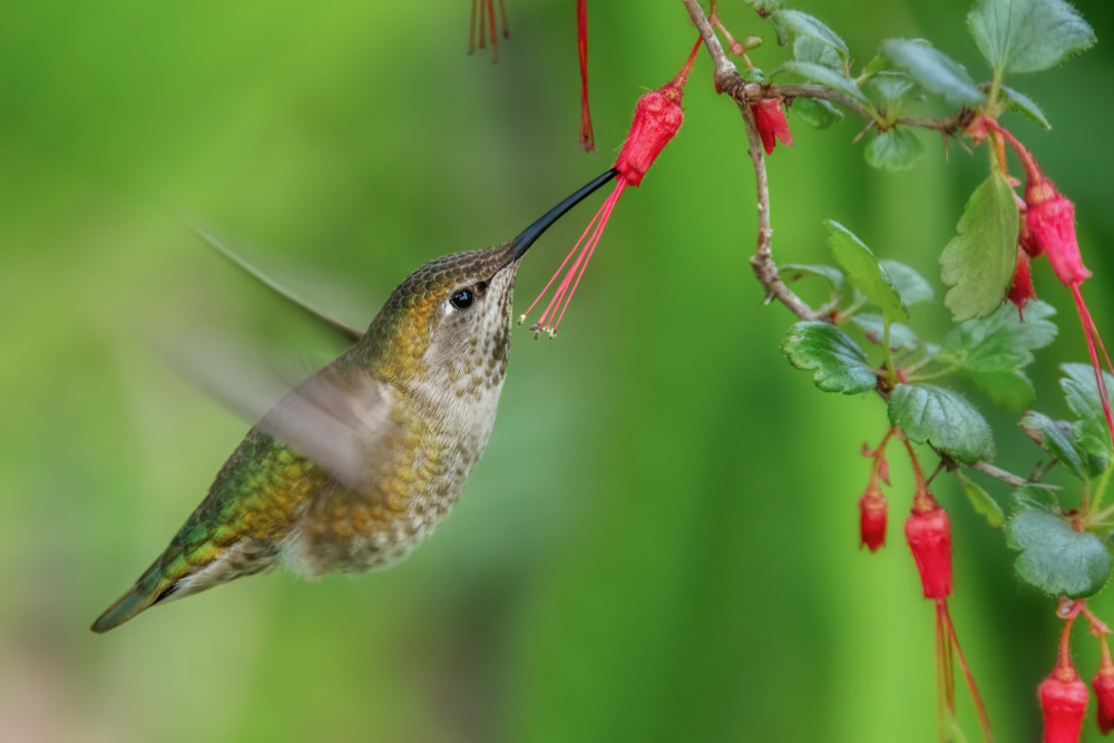 Hummingbird von Wei Liu