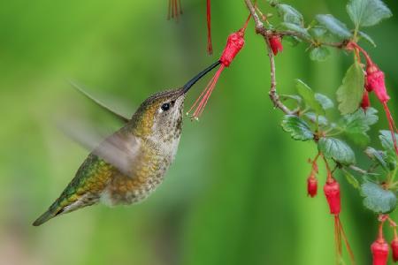 Hummingbird