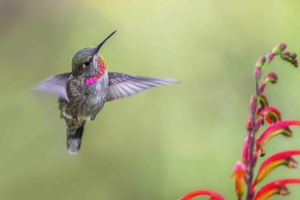 Hummingbird von Wei Liu