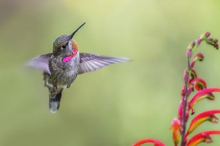 Hummingbird