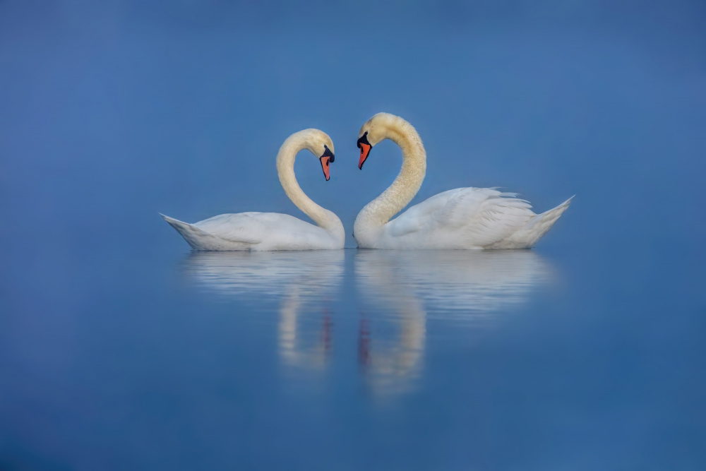 Swans Love von Wei Liu