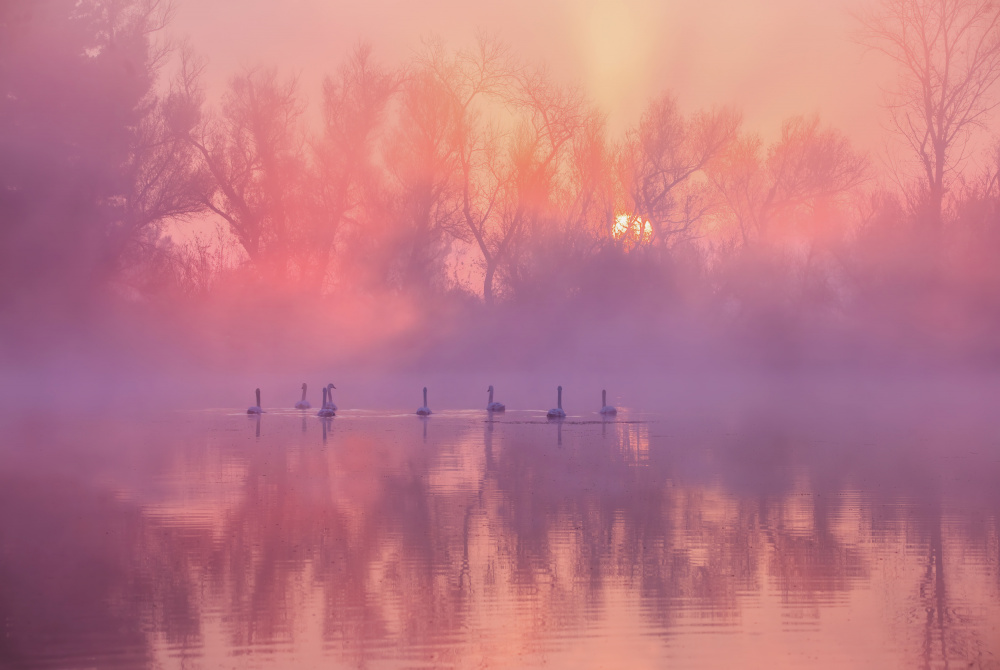 Swan Lake Sunrise von Wei Liu