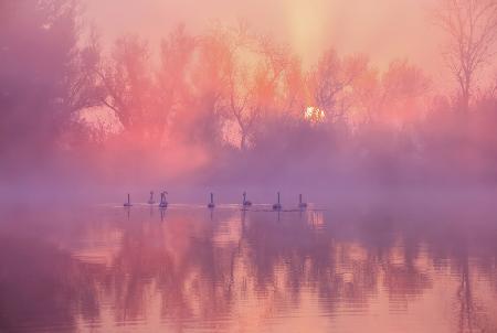 Swan Lake Sunrise