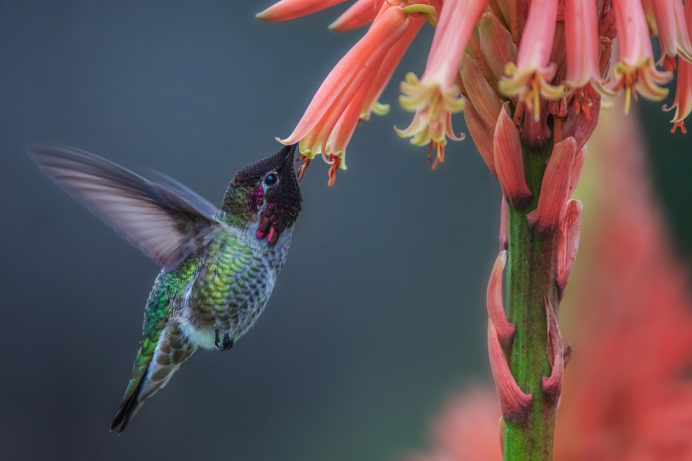 Winter Hummingbird von Wei Liu