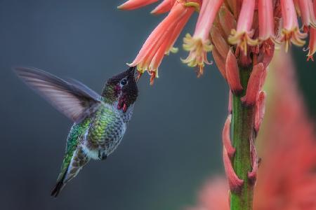 Winter Hummingbird