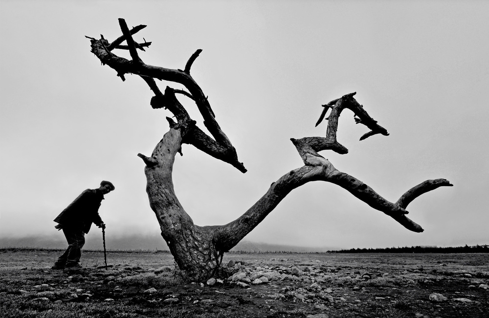 Old Man and Tree von Wei Tang