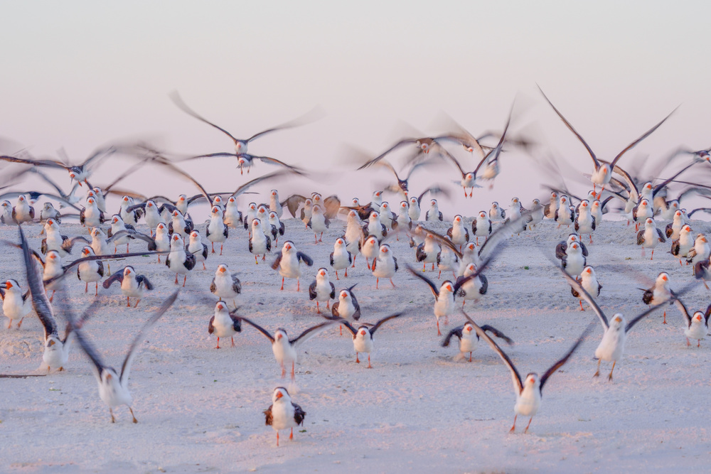 Flying At Beach von Wei Tang