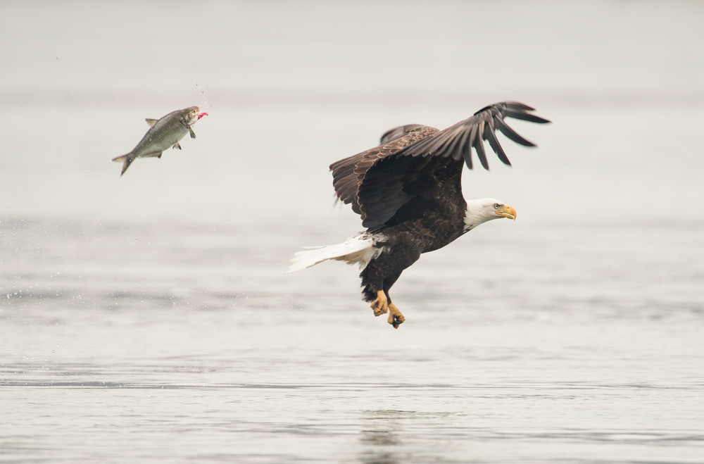 Flying Together von Wei Tang