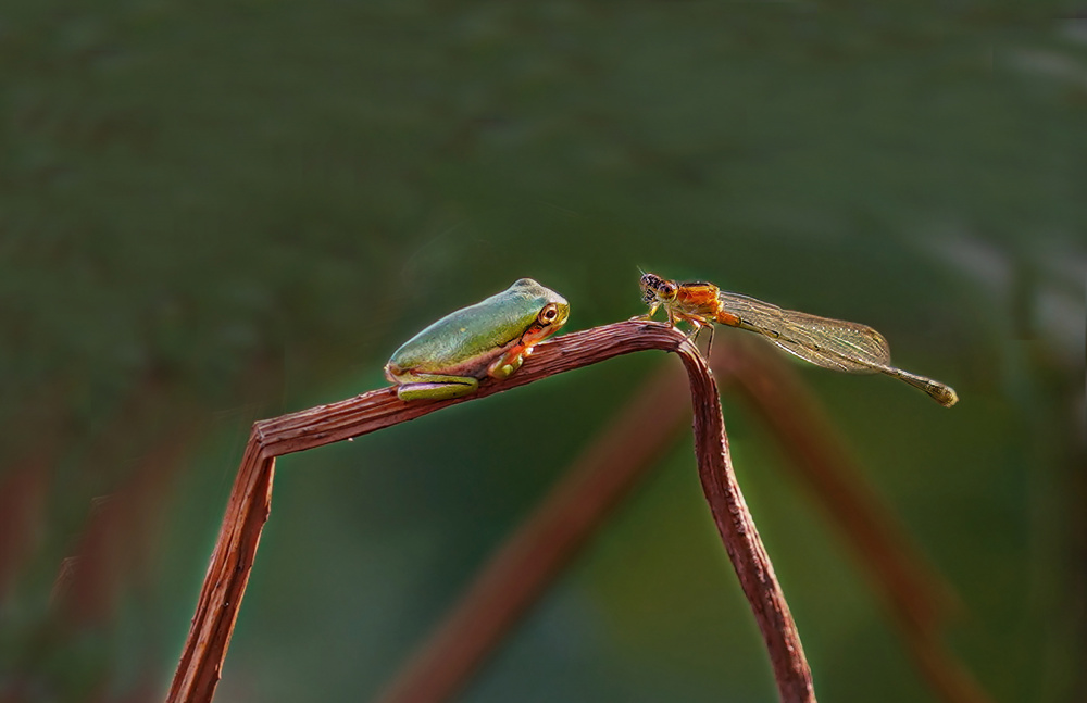 looking each other von Wei Yu